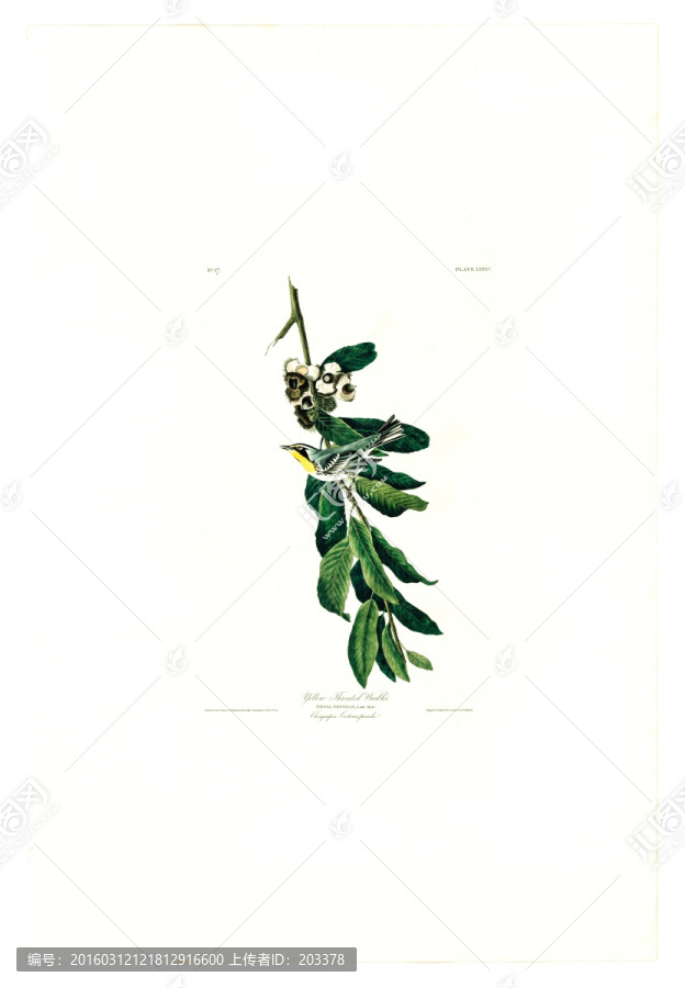 花卉禽鳥類油畫,高清品質(zhì)