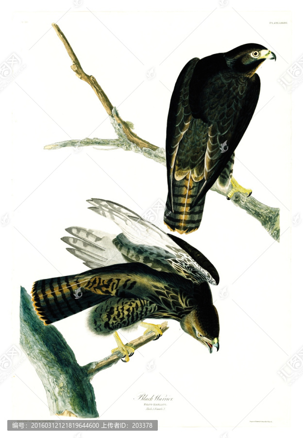 鷹雕猛禽鳥類油畫,高清品質(zhì)