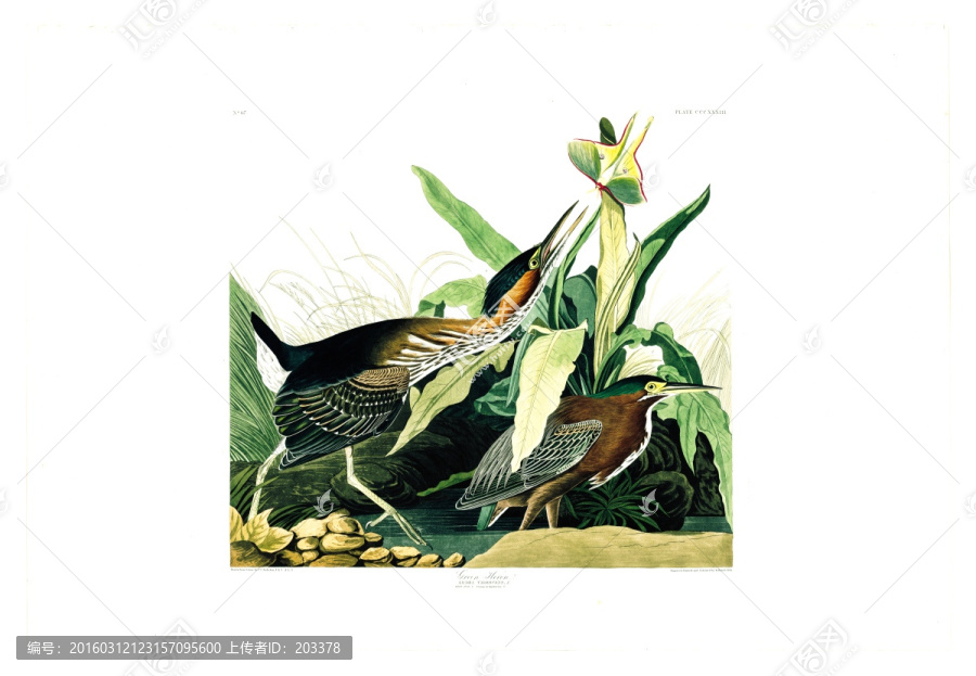 鶴形目秧雞科禽鳥(niǎo)類(lèi)油畫(huà)