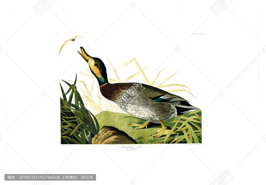 鸭形目禽鸟类油画,高清品质