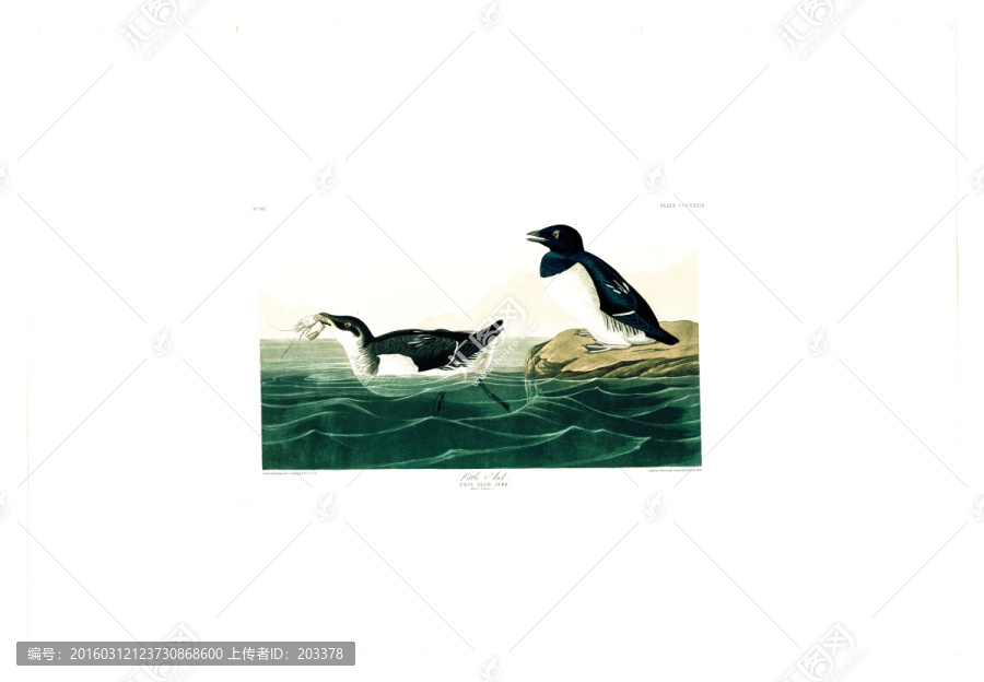 海鳥野鴨油畫,高清品質(zhì)