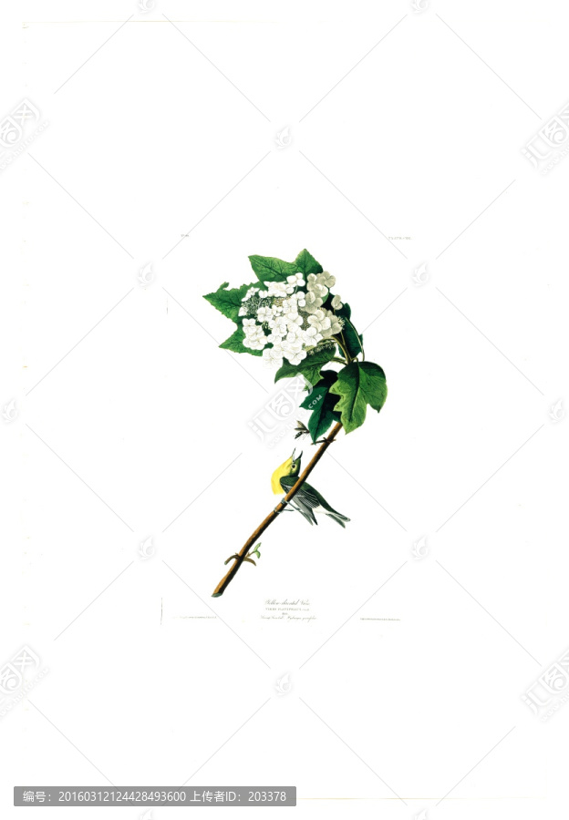 花卉禽鳥(niǎo)類油畫(huà),高清品質(zhì)