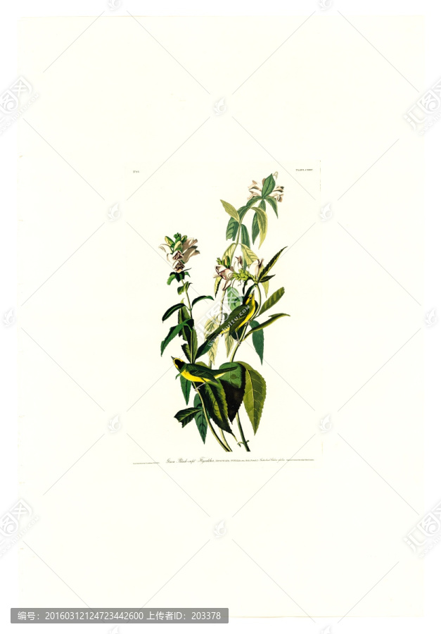 花卉禽鳥類油畫,高清品質(zhì)