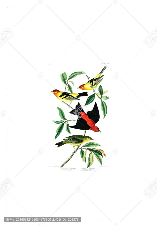 花卉禽鳥類油畫,高清品質(zhì)