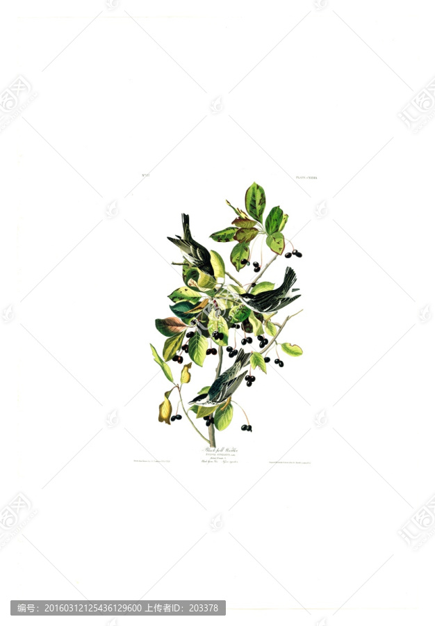 花卉禽鳥類油畫,高清品質(zhì)