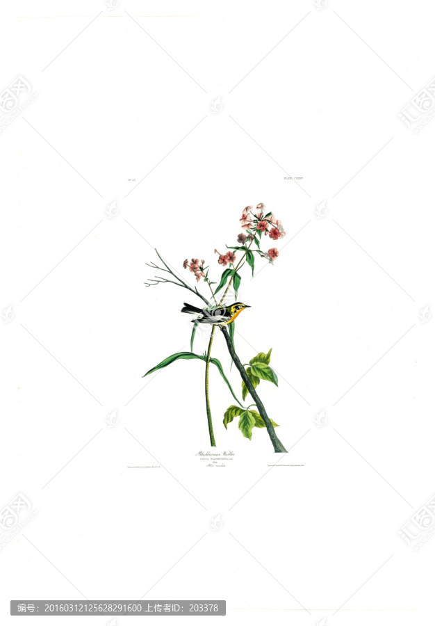 花卉禽鳥類油畫,高清品質(zhì)