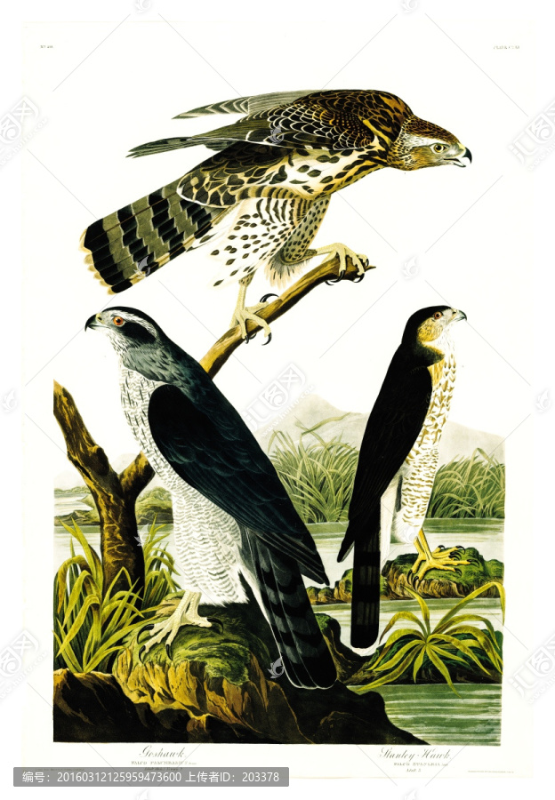 鷹雕猛禽鳥類油畫,高清品質(zhì)