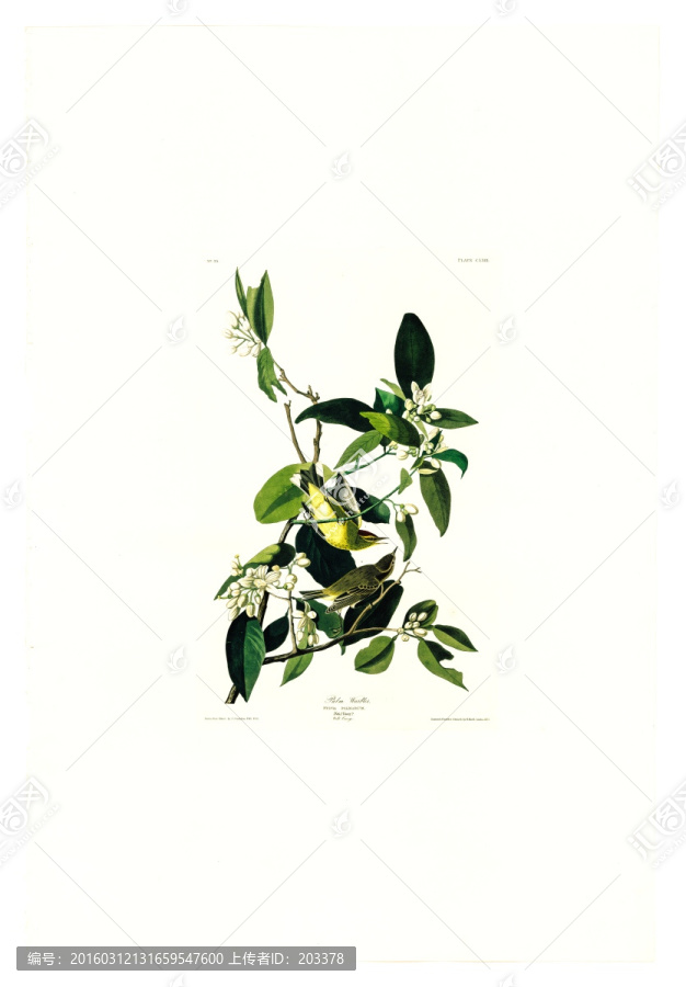 花卉禽鳥類油畫,高清品質(zhì)