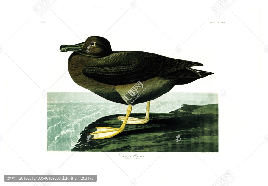 禽鳥類油畫,高清品質(zhì)