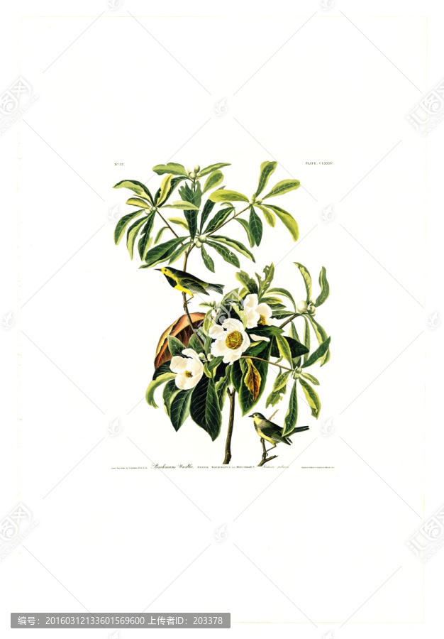 花鳥禽鳥類油畫,高清品質(zhì)