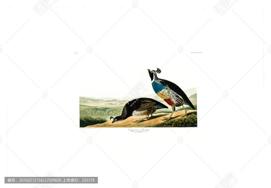 雞形目禽鳥(niǎo)類油畫,高清品質(zhì)