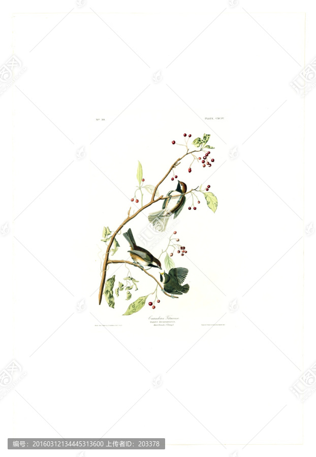 花禽鳥類油畫,高清品質(zhì)