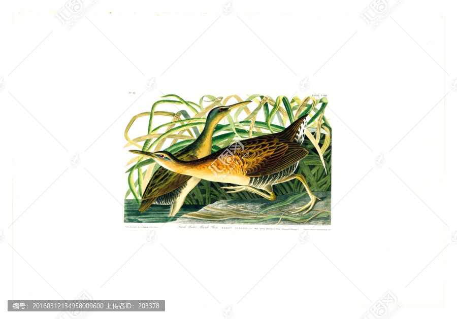 秧雞科禽鳥(niǎo)類(lèi)油畫(huà),高清品質(zhì)