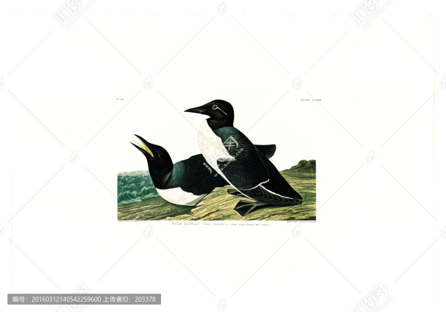 潛鳥目禽鳥類油畫,高清品質(zhì)