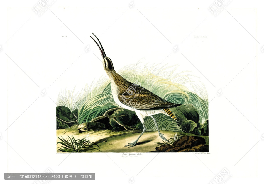 鶴形目猛禽鳥類油畫,高清品質(zhì)