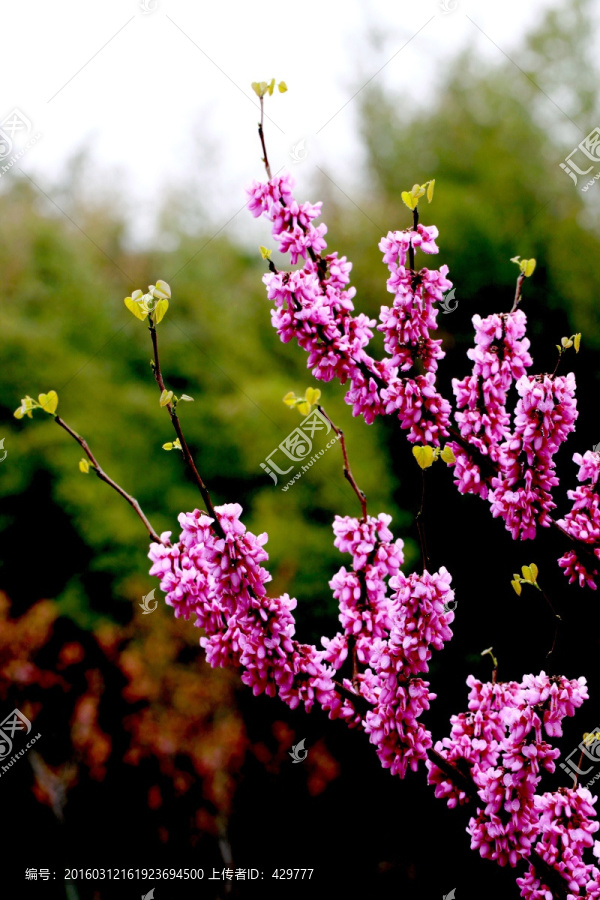 紫荆开花,园林景观