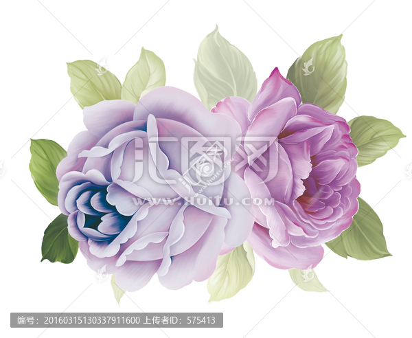 玫瑰朵花