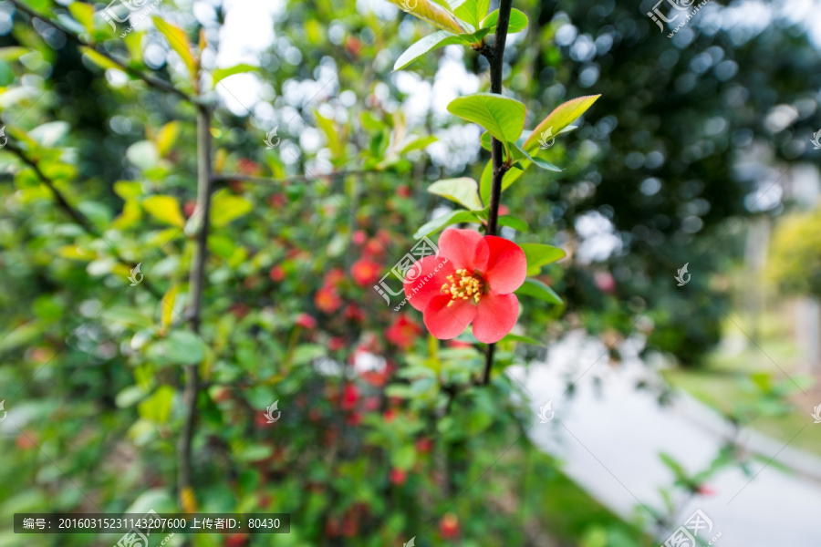 复兴公园山茶花