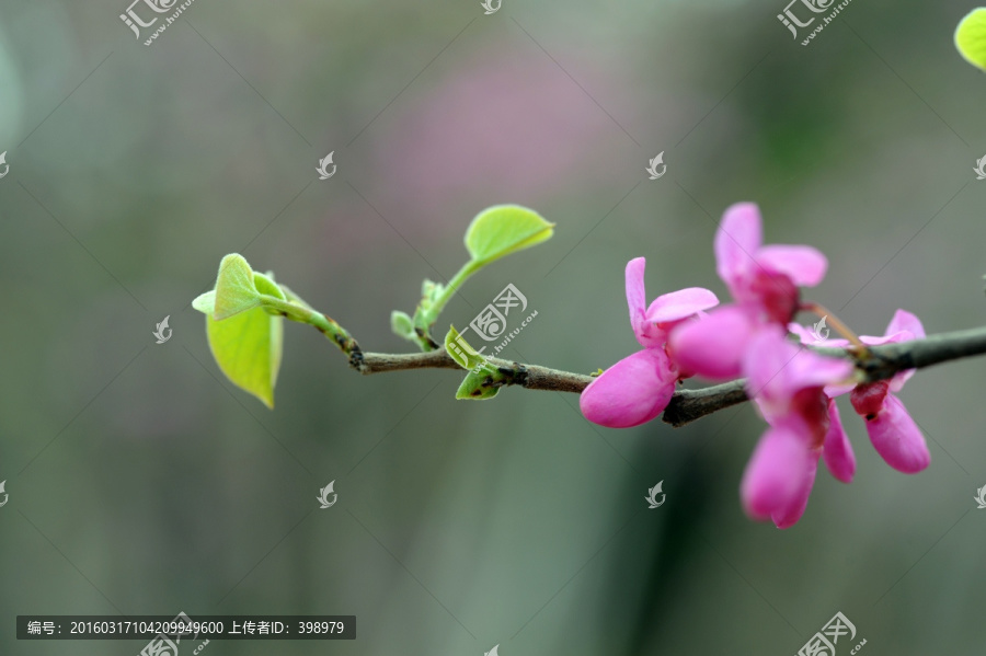 紫荆,紫荆花特写