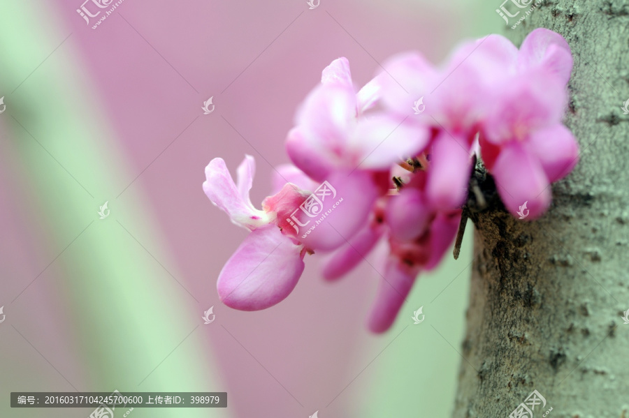 紫荆,紫荆花特写