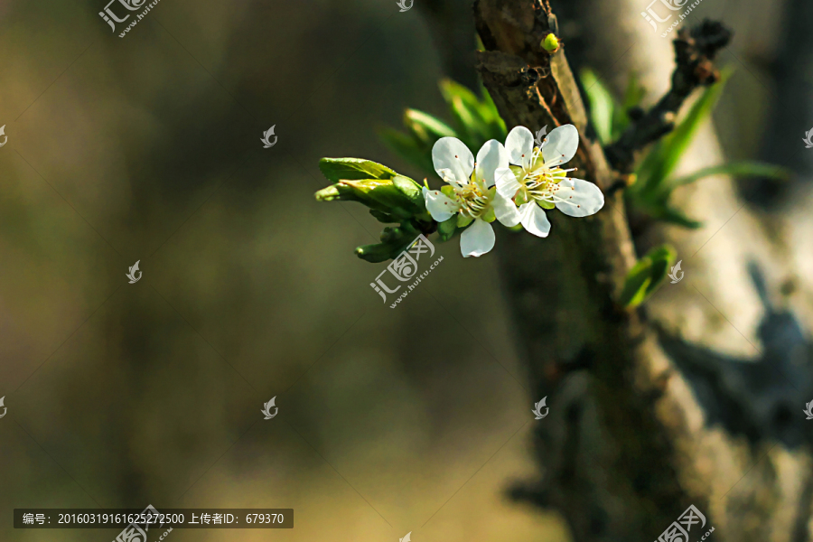 李子花,特寫