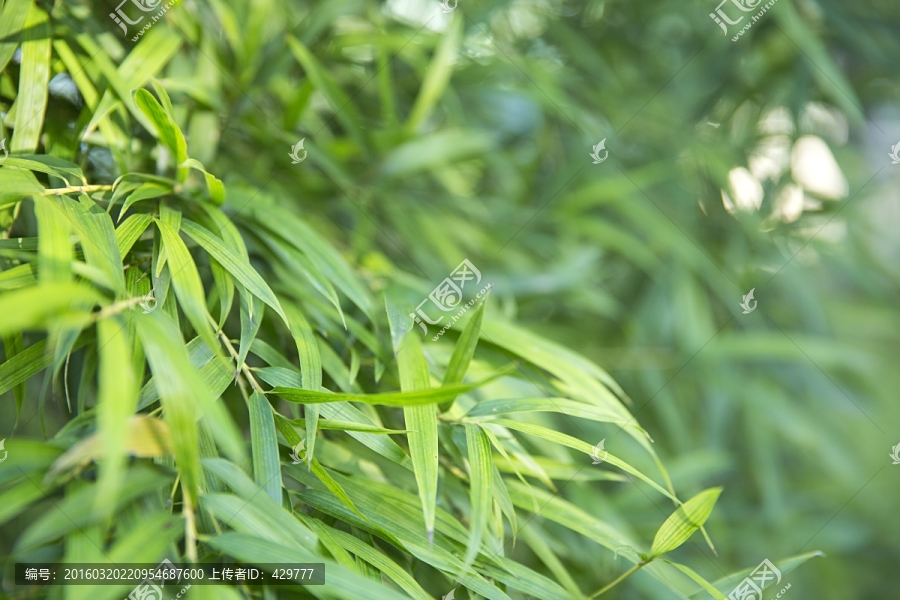竹叶,,绿竹