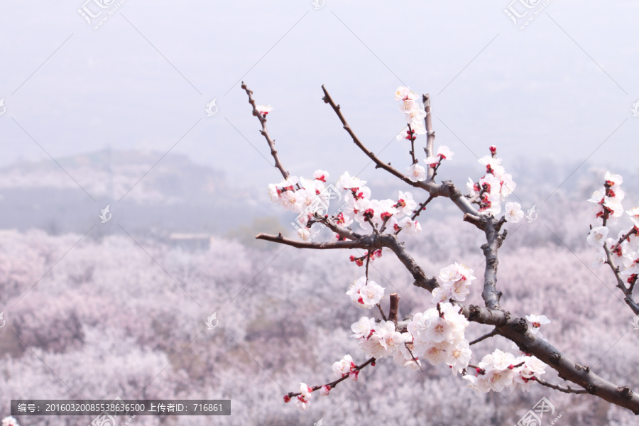 杏花开满山