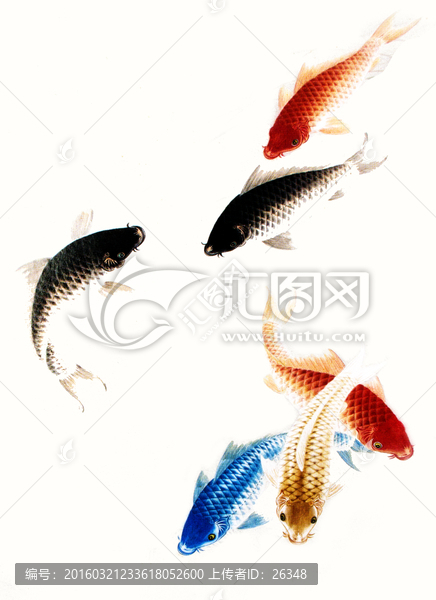 鯉魚