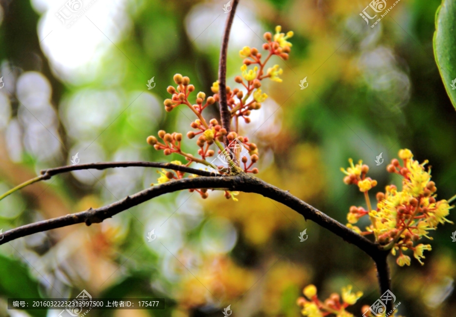 杨桃花