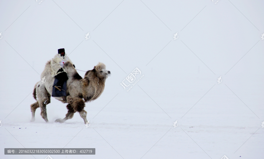 雪地中奔跑的骆驼