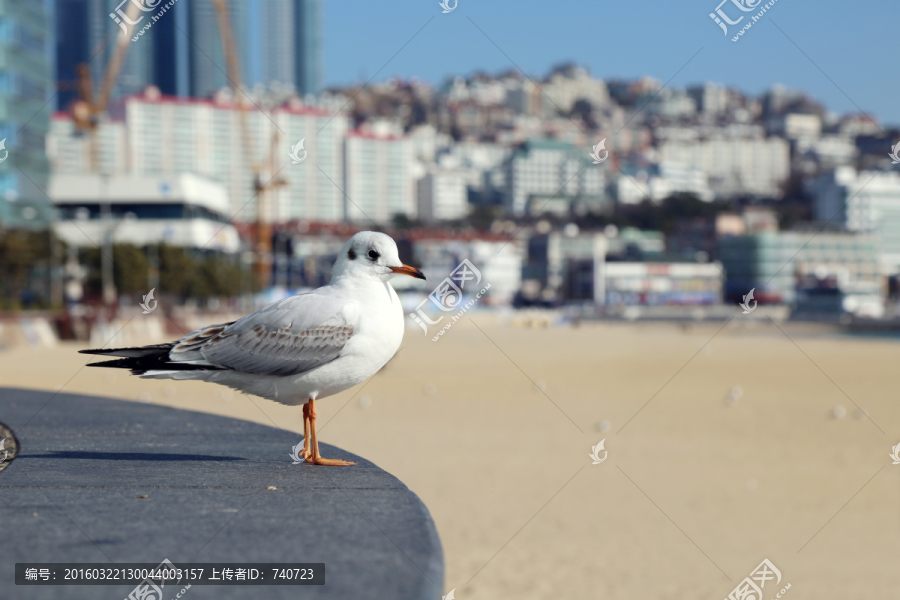 休憩的海鸥