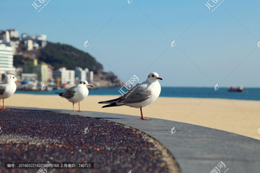 休憩的海鸥