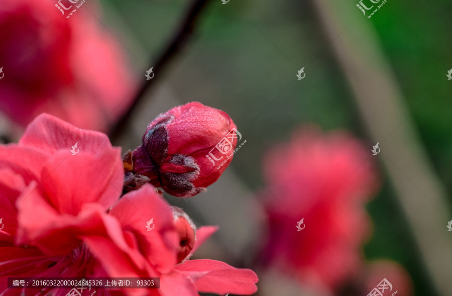 黄桃花