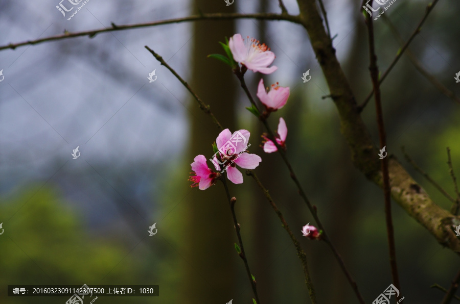 桃花,桃花素材