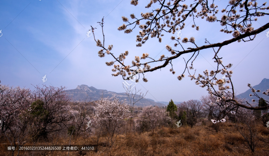 山野杏花