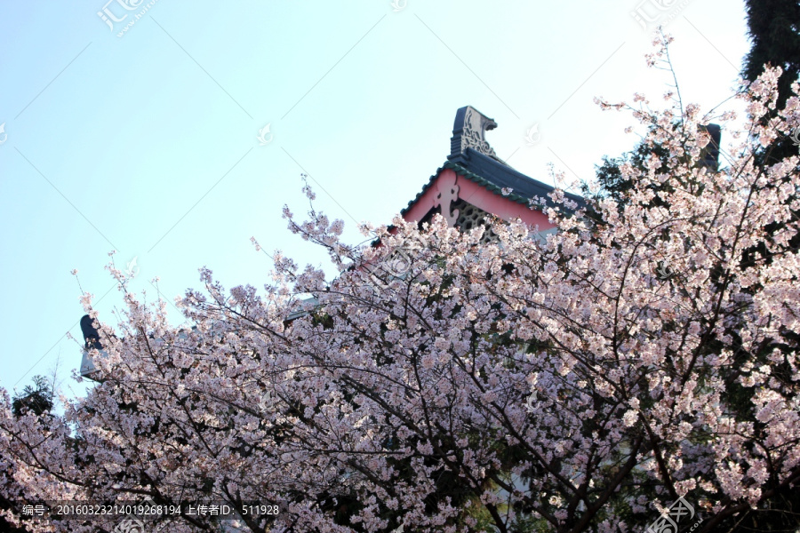 櫻花
