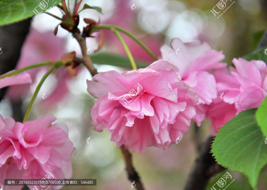 樱花红