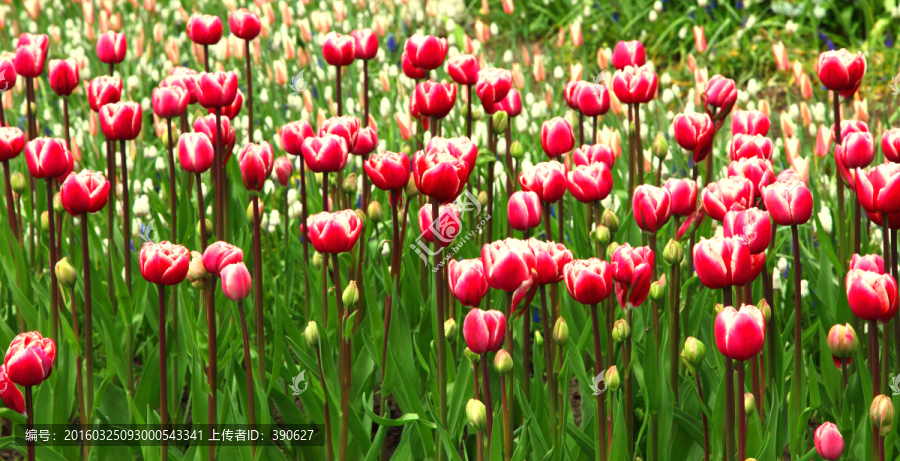 郁金香,花海