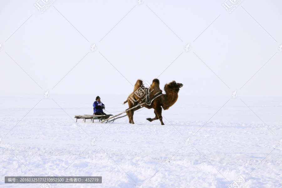 冬季奔跑的骆驼雪橇