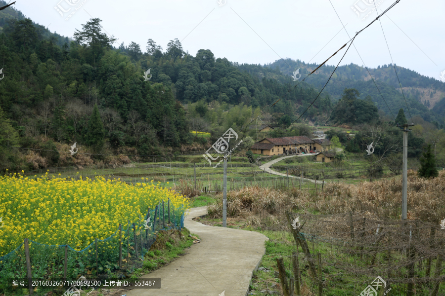 油菜花