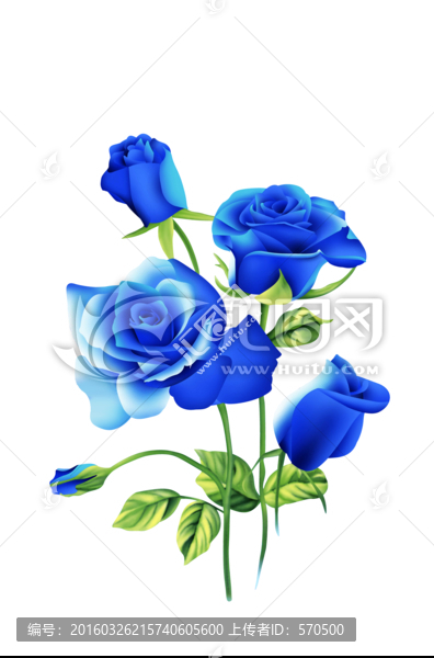 玫瑰,花卉,藍色妖姬