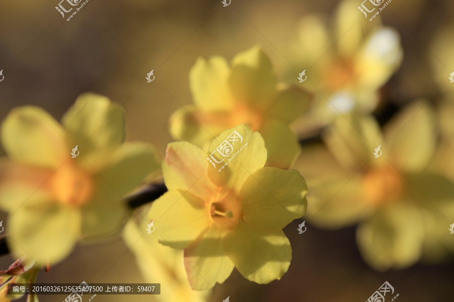 迎春花,高清花卉