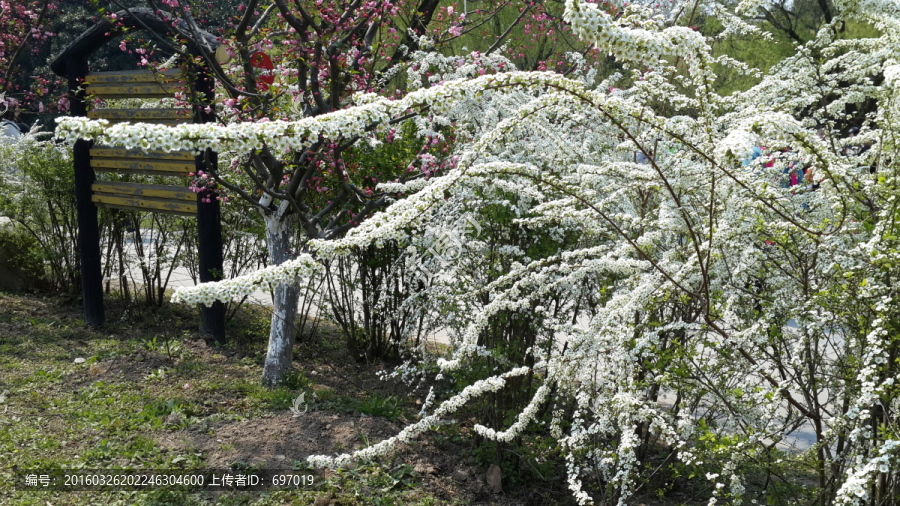 喷雪花