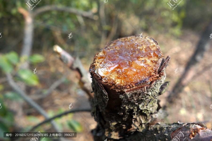 松树油脂