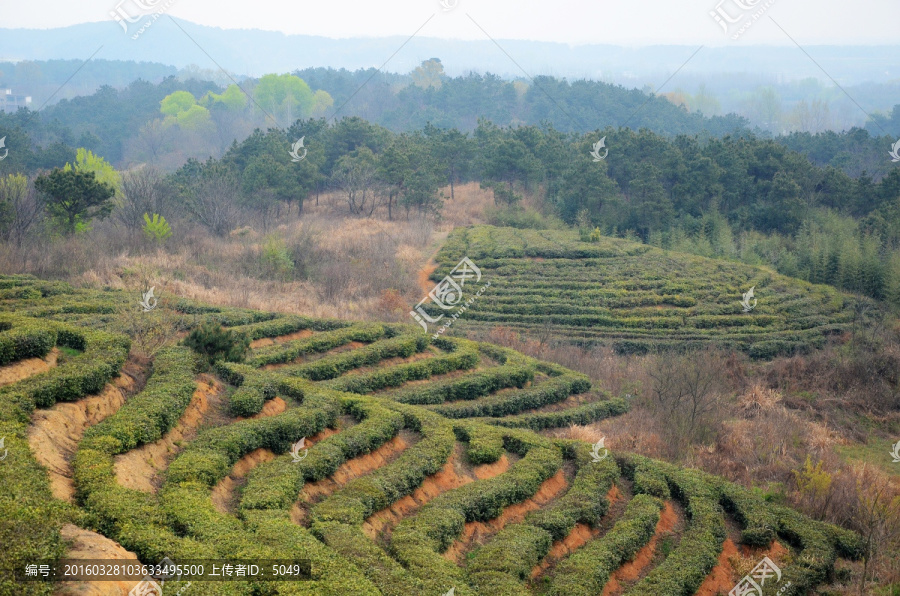 茶山