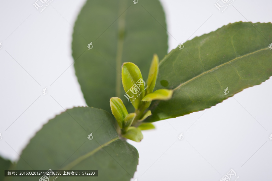 嫩芽,茶叶尖儿