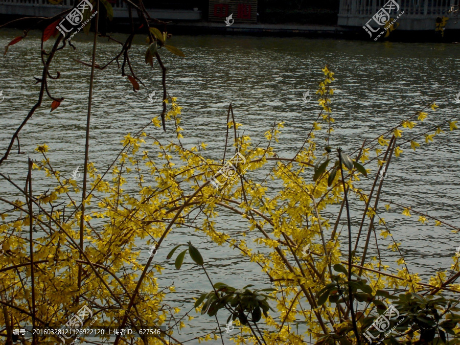 水边黄色的花