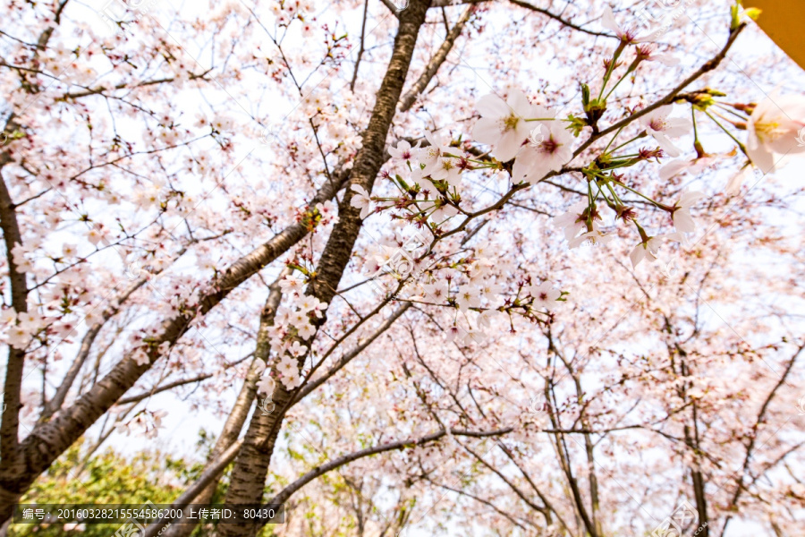 上海樱花节樱树