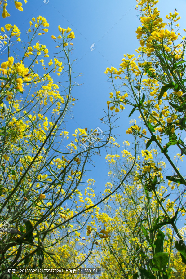 油菜花