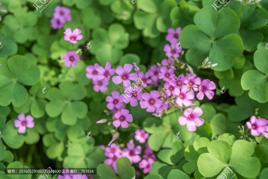 红花酢浆草